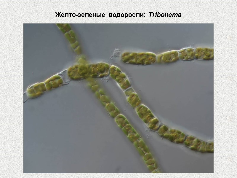 Желто-зеленые водоросли: Tribonema